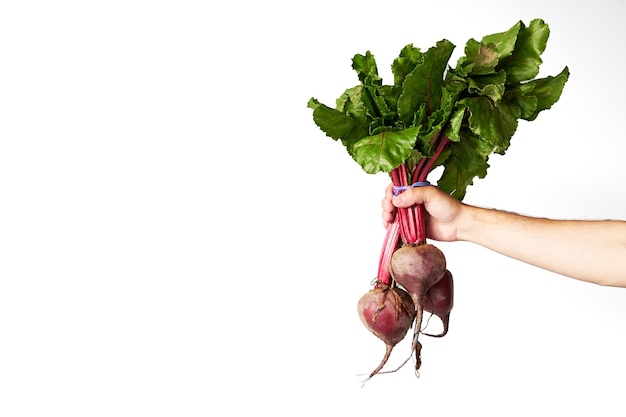 A man holds a bunch of fresh juicy beets with leaves