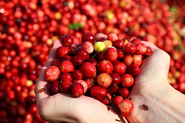 man holds a cranberry in his hands