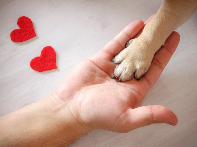 Man holds the dog's paw with love. Red hearts on white background