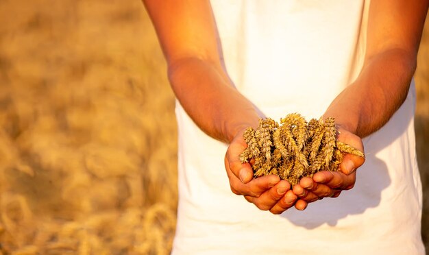 A man holds golden ears of wheat against the background of a ripening field Farmer's hands closeup