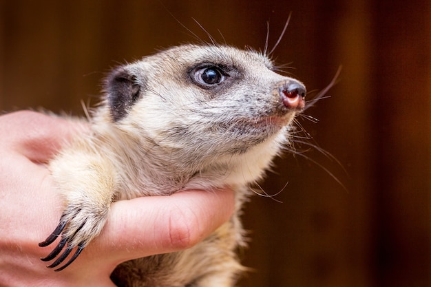 A man holds in the hands of a meerkat_