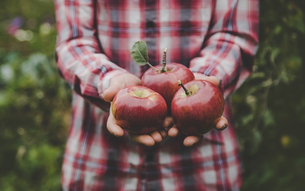 A man holds a harvest of apples in his hands.