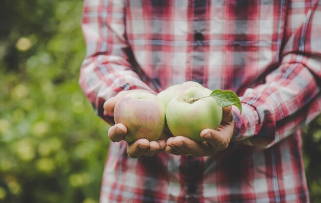 A man holds a harvest of apples in his hands.