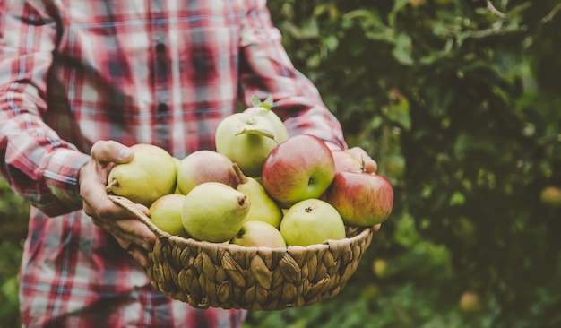 A man holds a harvest of apples in his hands.