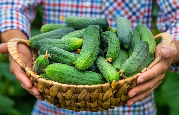 A man holds a harvest of cucumbers in his hands. Selective focus. Kid.