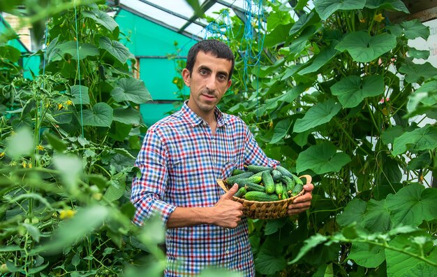 A man holds a harvest of cucumbers in his hands. Selective focus. Kid.