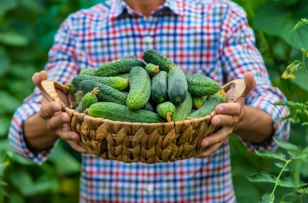 A man holds a harvest of cucumbers in his hands. Selective focus. Kid.