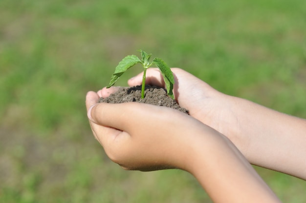 Photo a man holds in his hand a seedling planted in the ground