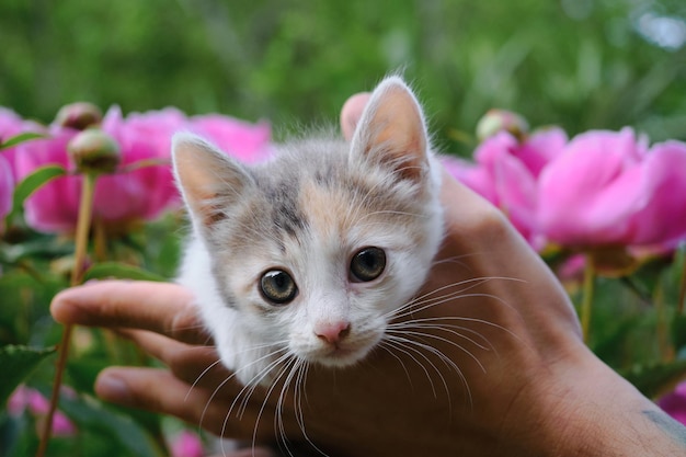 Man holds kitten in his arms in the garden against the background of pink peony flowers in spring