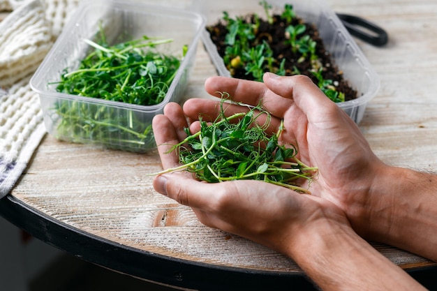 A man holds pea microgreen sprouts in his hand Small and large peas in plastic containers on a wood