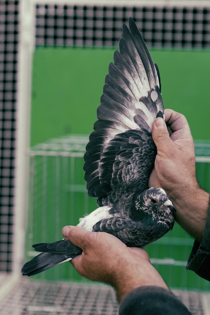 a man holds a pigeon in his hand with his wings extended