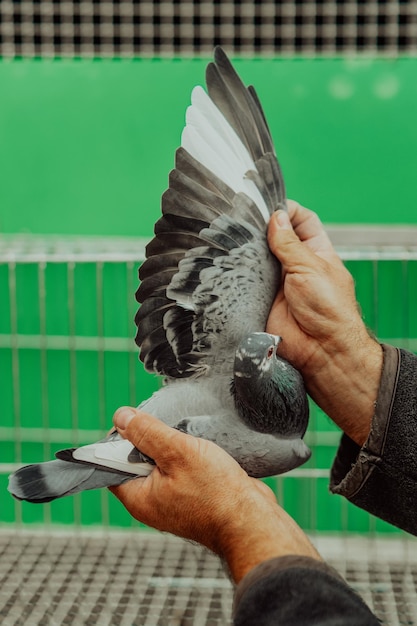 男は翼を伸ばした状態で鳩を手に持っています