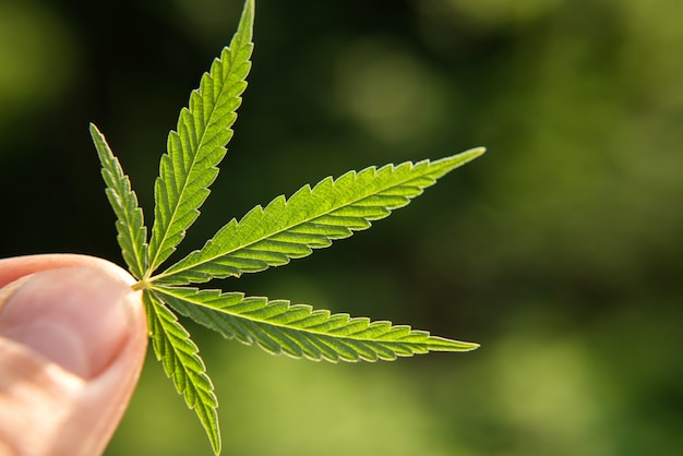 Man holds a small leaf of hemp on greenery 