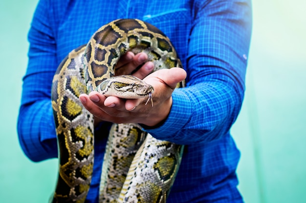 L'uomo tiene il boa di serpente nelle sue mani