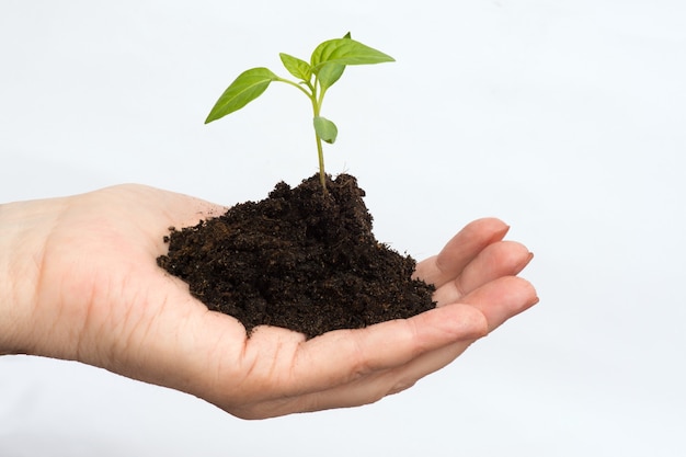 Man holds a sprout in a palm