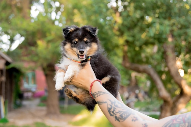 A man holds up a puppy in the air.