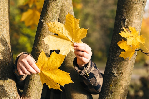 A man holds yellow maple leaves in his hands hiding behind the trees in the forest