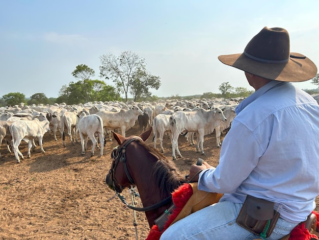 Photo a man on a horse with a herd of cattle behind him