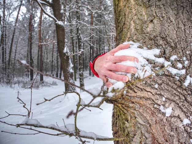 Foto man houdt boomstam met de bevroren schors bedekt met verse kleverige sneeuw winterwandeling in het bos