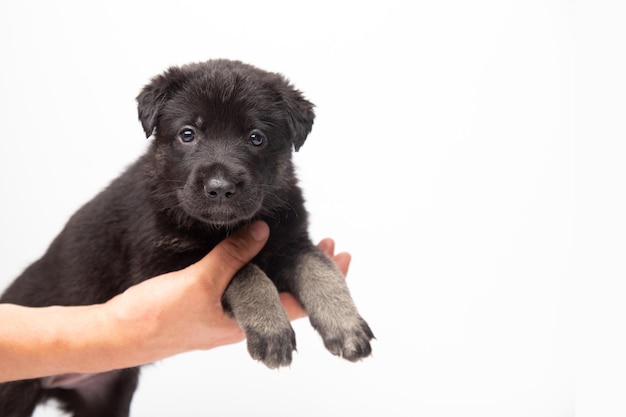 Man houdt kleine schattige Duitse herder pup bij de hand op witte achtergrond met kopie ruimte veterinaire c...