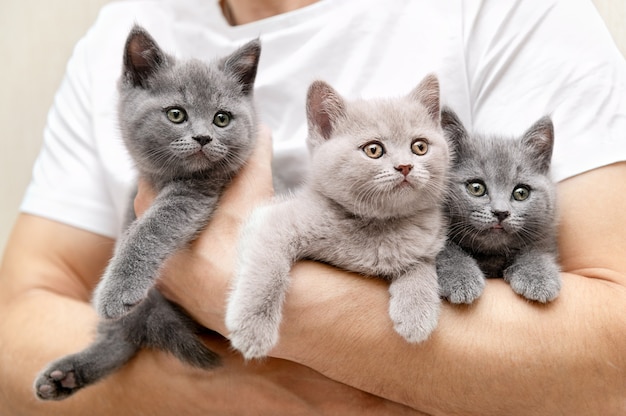 Foto man houdt meerdere kittens in zijn handen