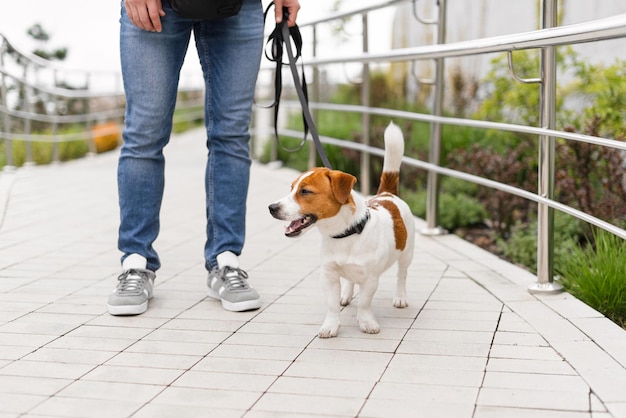 Man in vrijetijdskleding die op straat loopt met een schattige jack russell terrier-hond