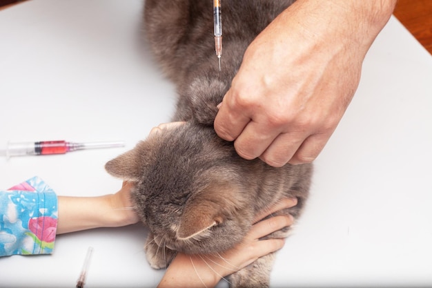 A man injects a gray cat at home