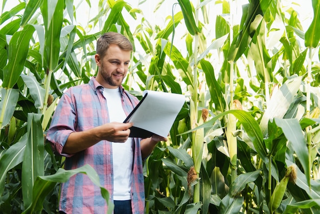 A man inspects a corn field and looks for pests. Successful farmer and agro business