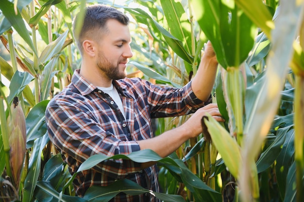 A man inspects a corn field and looks for pests. Successful farmer and agro business