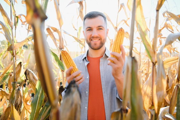 Мужчина осматривает кукурузное поле и ищет вредителей Успешный фермер и агробизнес