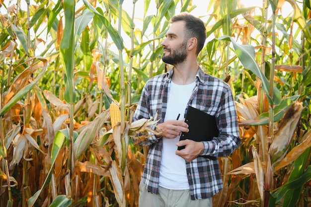 A man inspects a corn field and looks for pests successful farmer and agro business