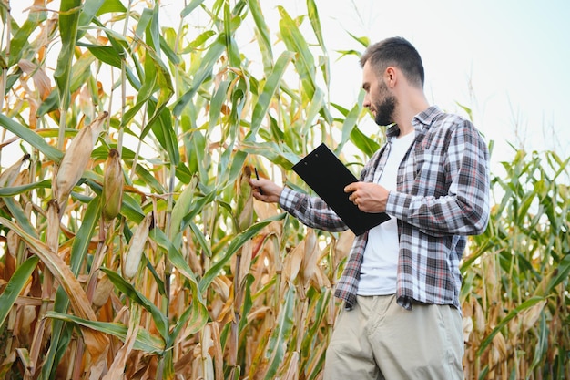 A man inspects a corn field and looks for pests Successful farmer and agro business