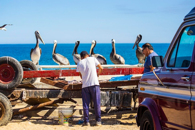 Photo a man is cleaning a boat with pelicans on it.