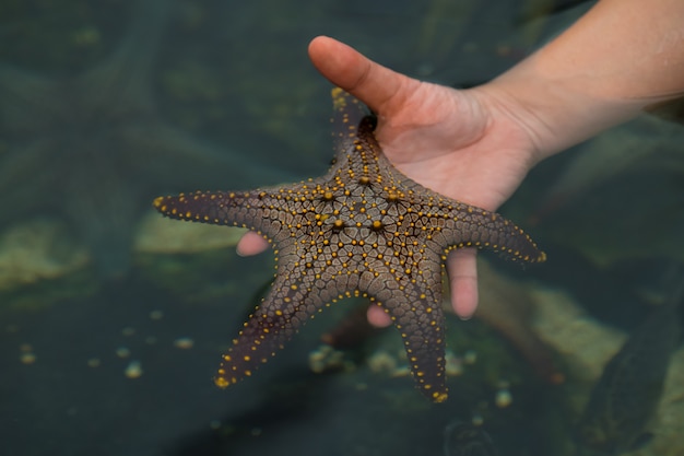 The man is holding a brown starfish in his hand close surface water.