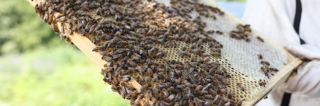 Man is holding many bees on combs in hands beekeeping for beginners concept