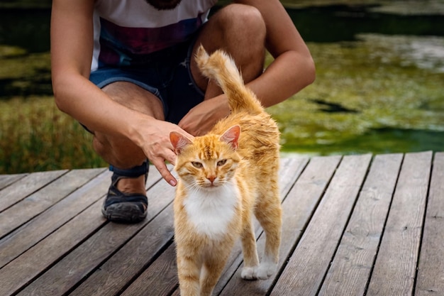 A man is playing with a domestic red tabby cat