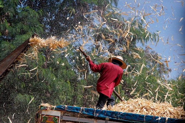 A man is sweeping corn peel from a corn husking machine on a truck