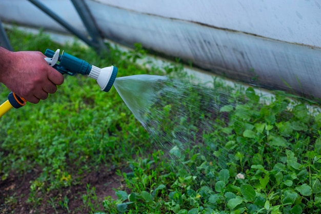 The man is watering the greenhouse