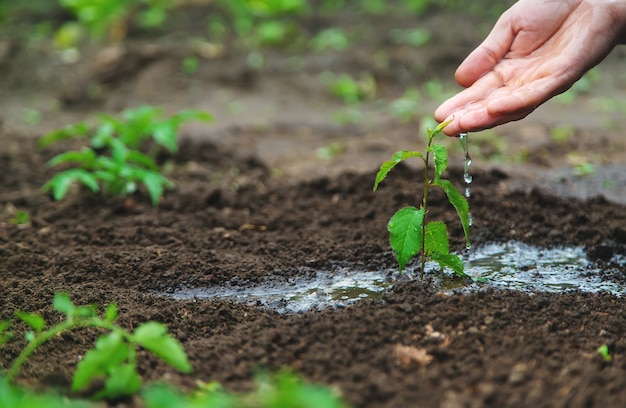 男が庭の植物に水をやっている