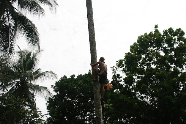 Man klimmen kokosnoot boom Indonesië