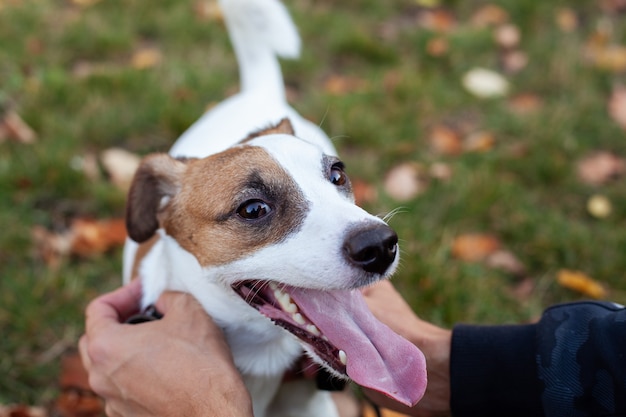 Foto man knuffelen jack russell terrier hond. close-up van de hoofdpalm van de eigenaarhand het aaien het strijken hond in park