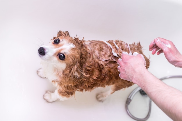 男はトイレで犬を泡立てます。犬の世話の概念