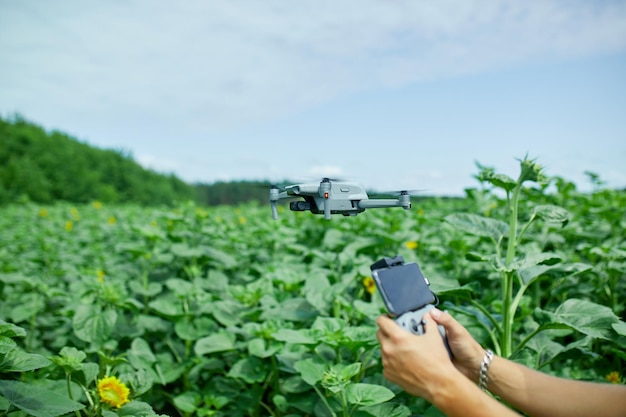 Man learning how to pilot her drone in male using piloting fly drone on field of sunflowers