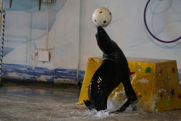 写真 カメラを見ている男