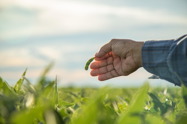 Photo man looking at soybean seed in plantation at sunset