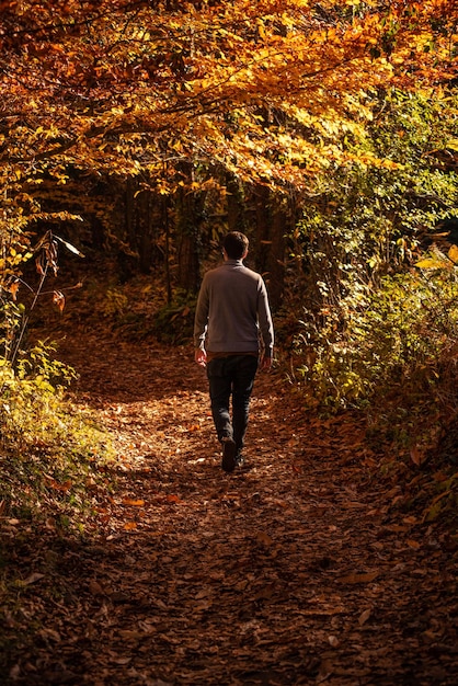 Man loopt door een herfstpad Beukenbos