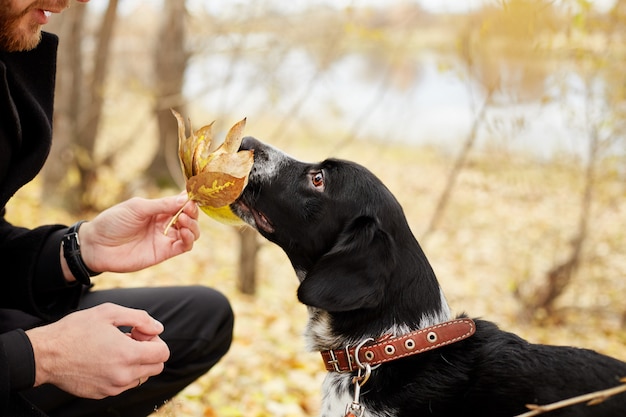 Man loopt in de herfst met hond Spaniel herfst Park