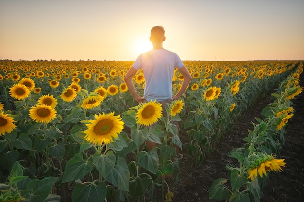 Man in meadow of sunflower at sunset