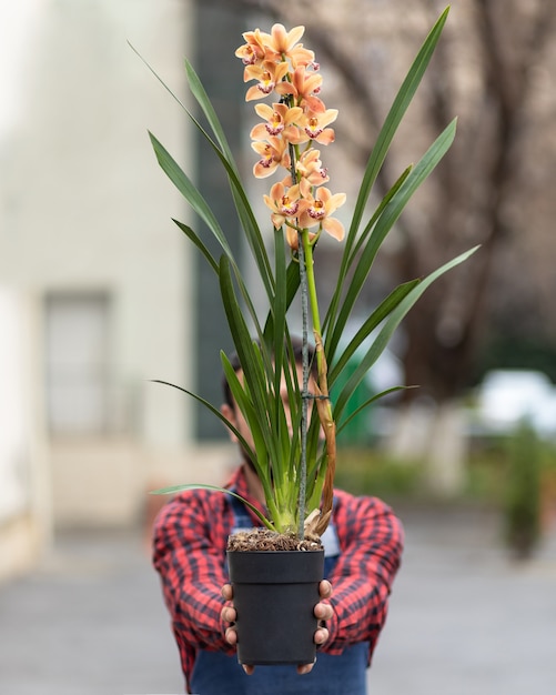 Man met boot orchidee, cymbidium in de pot