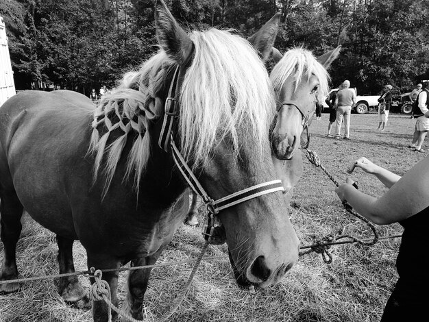 Foto man met de teugel van een paard